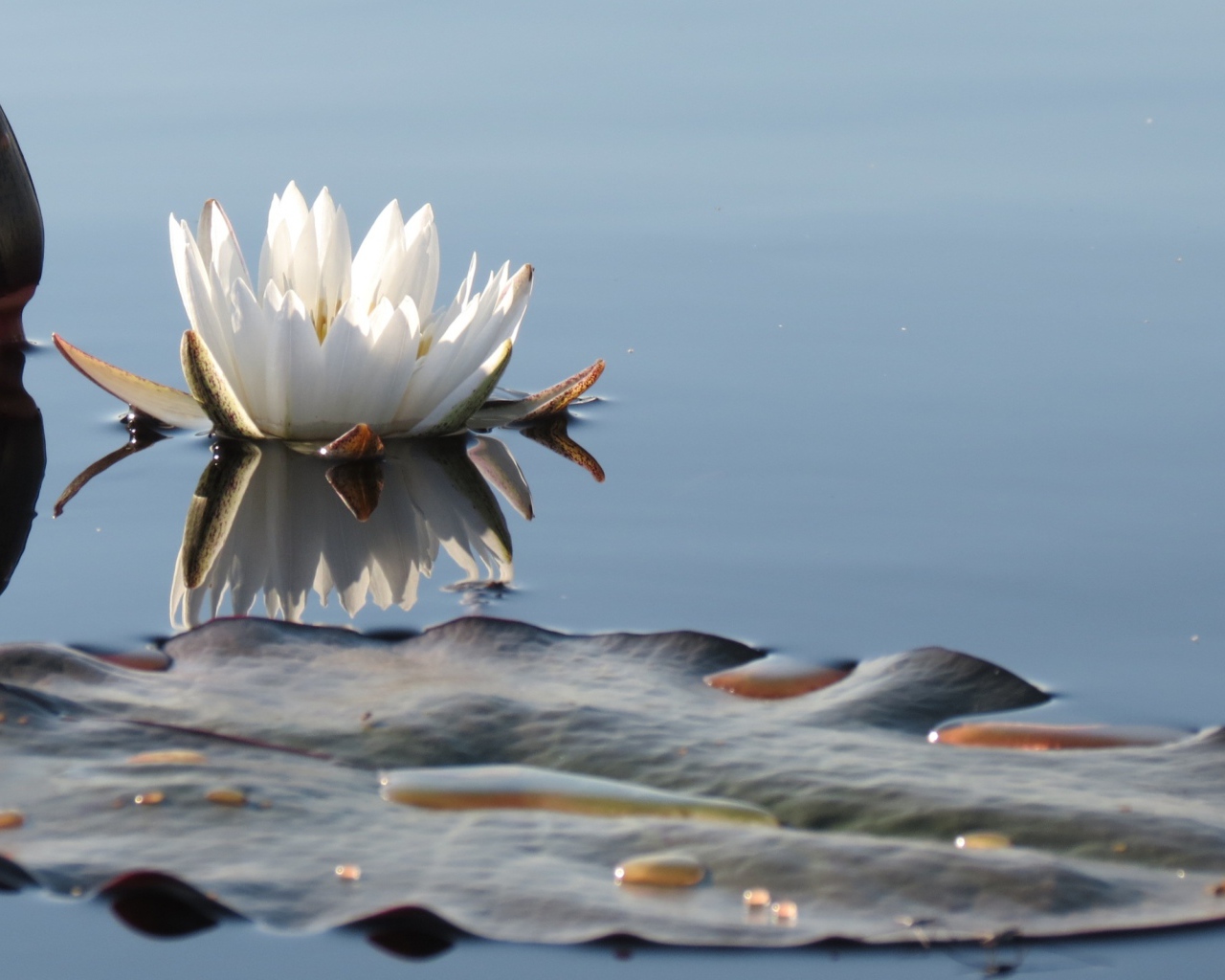 Белый нежный цветок лотоса в водоеме 