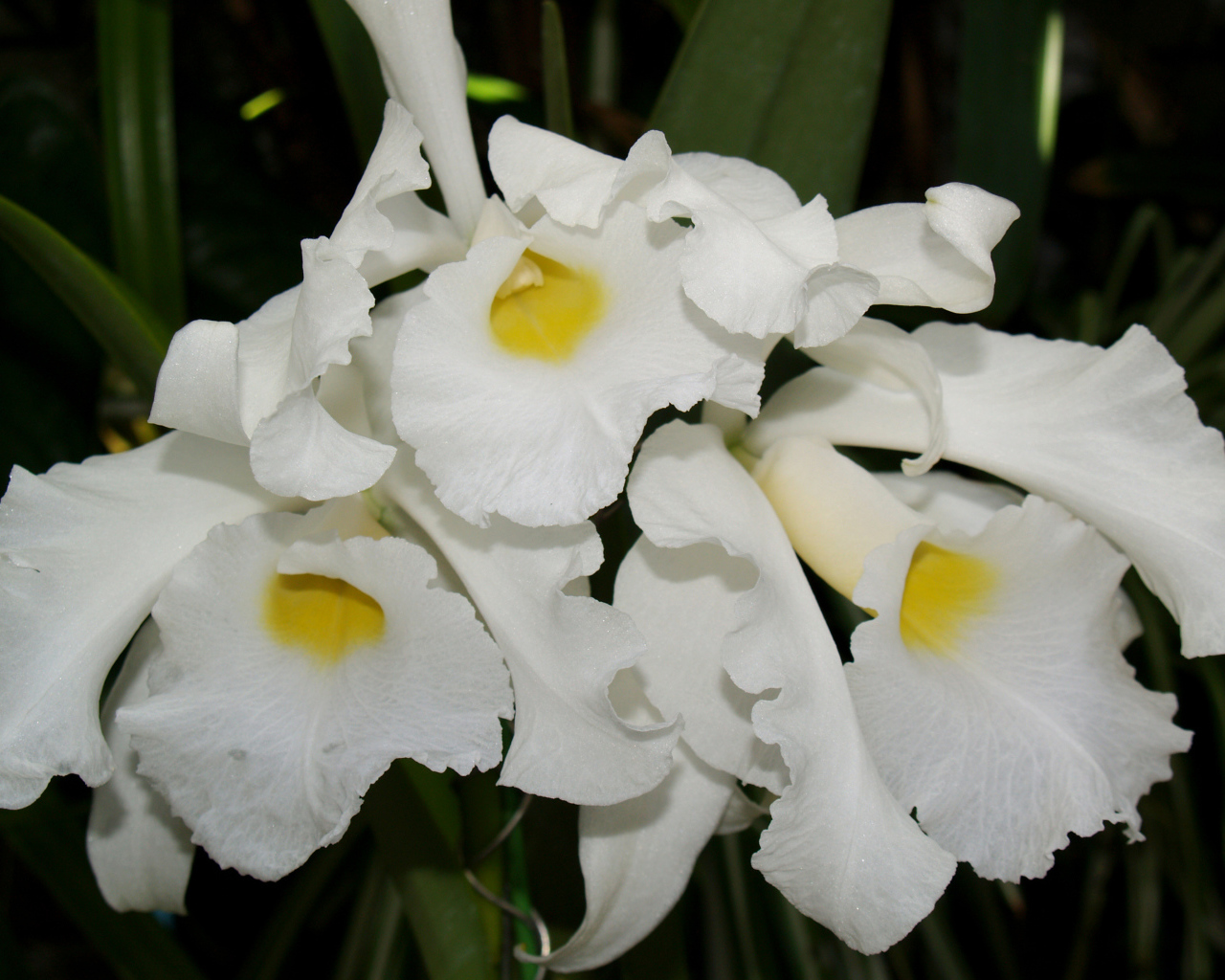 Белые экзотические орхидеи крупным планом