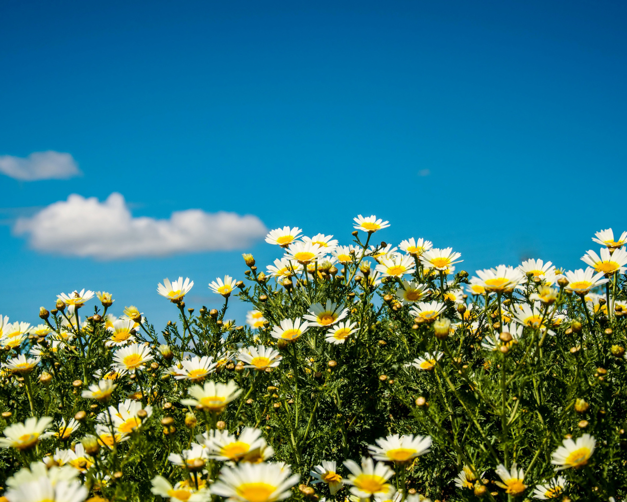 Белые полевые ромашки под летним голубым небом
