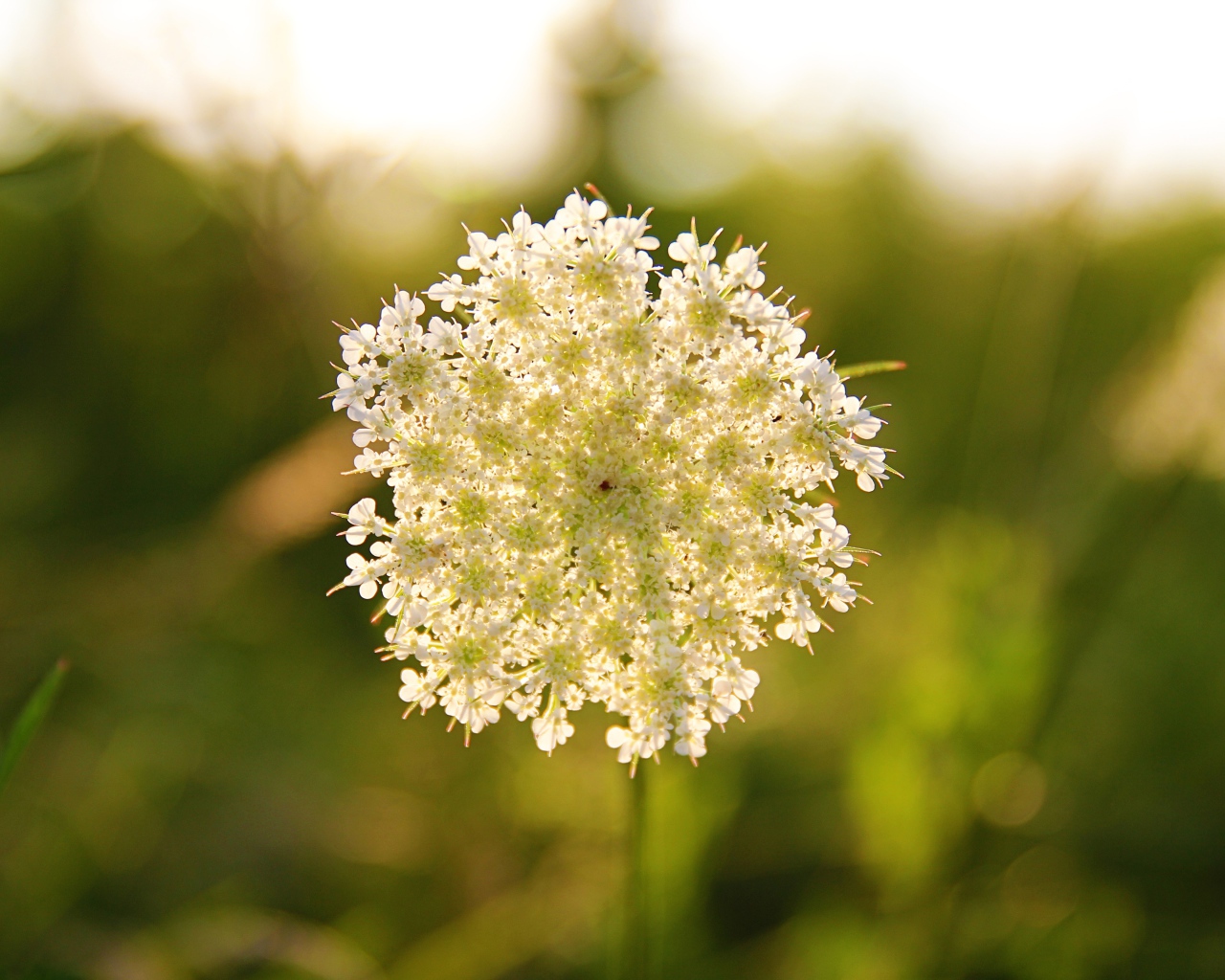 Белый полевой цветок в лучах солнца