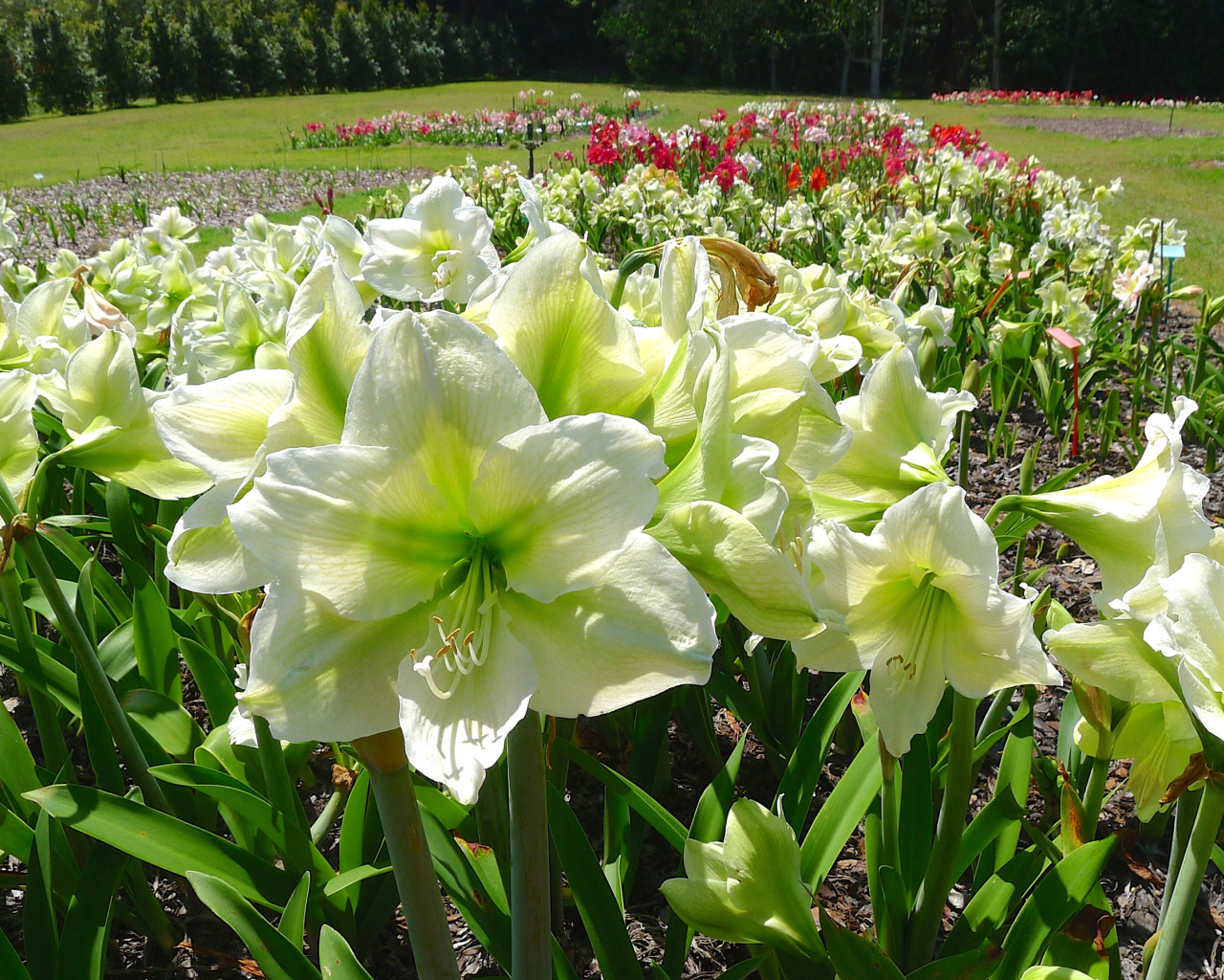 Белые цветы Амариллис на клумбе крупным планом 