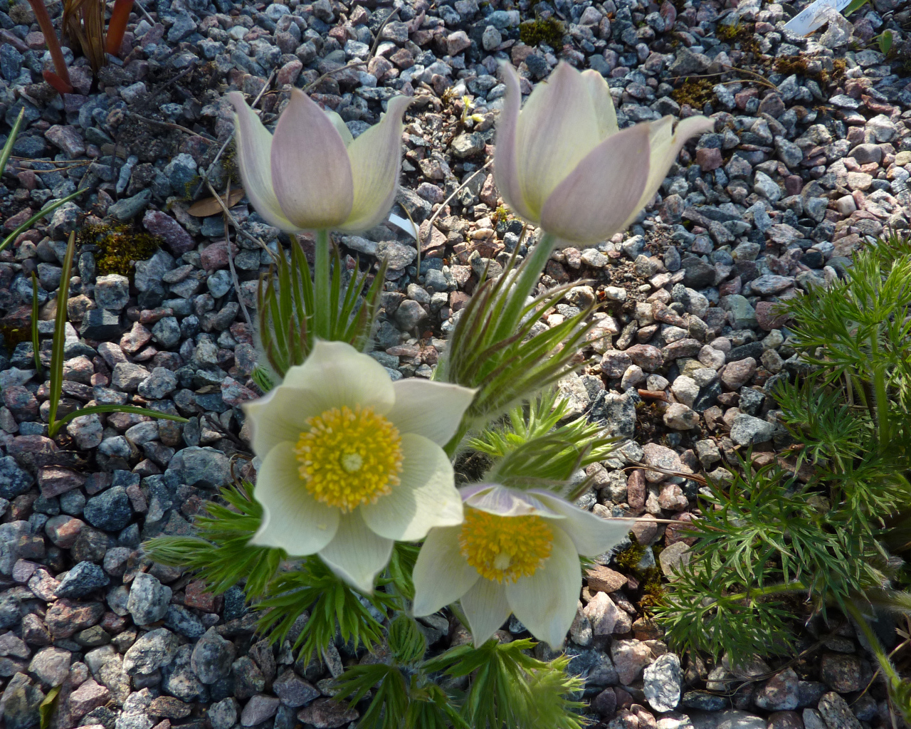 Белые цветы прострел растут на камнях