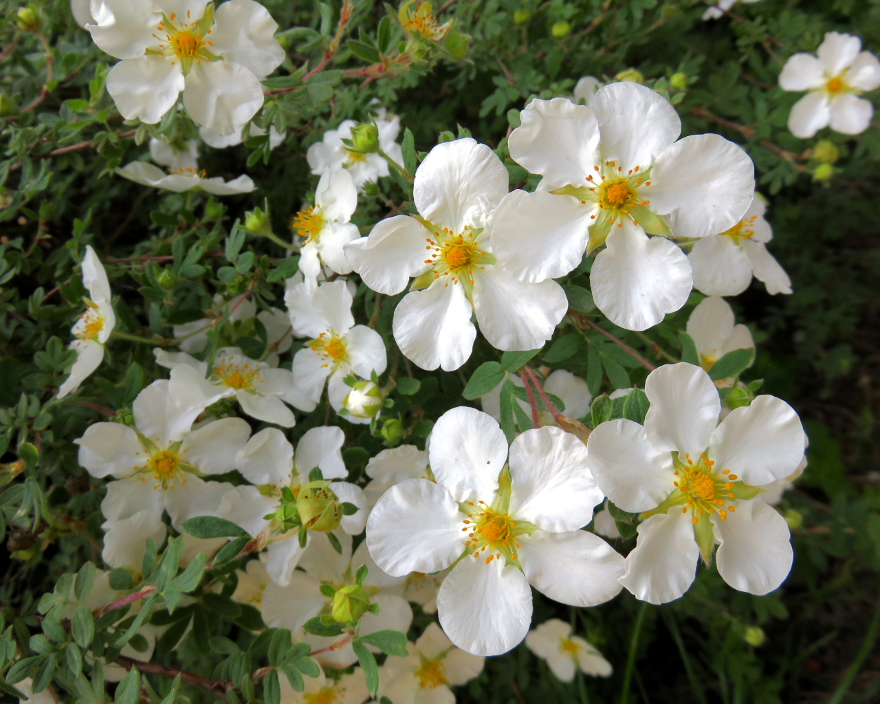 Белые цветы на ветке дерева крупным планом