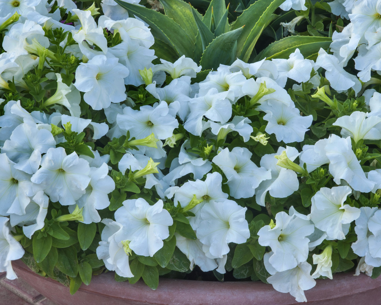 Белые цветы петуния крупным планом