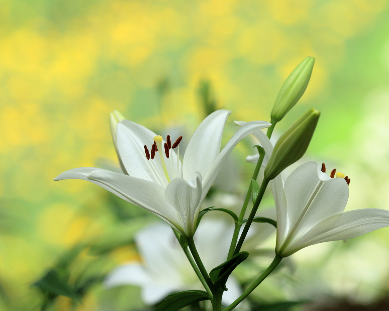 Белые лилии с бутонами крупным планом