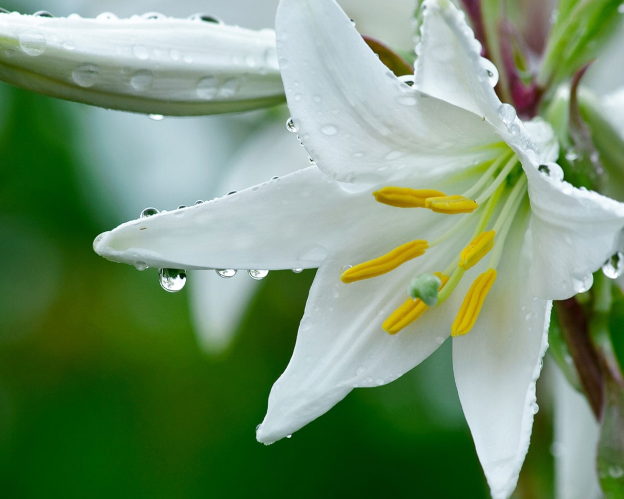 Белая лилия с бутонами в каплях росы