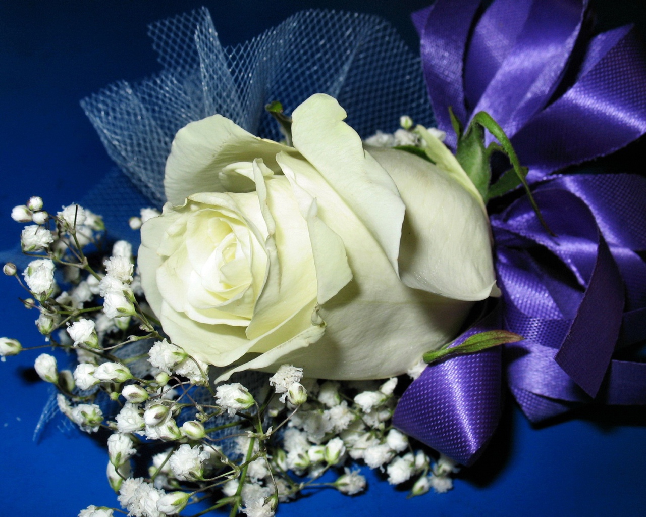 Белая роза с гипсофилой перевязаны фиолетовой лентой