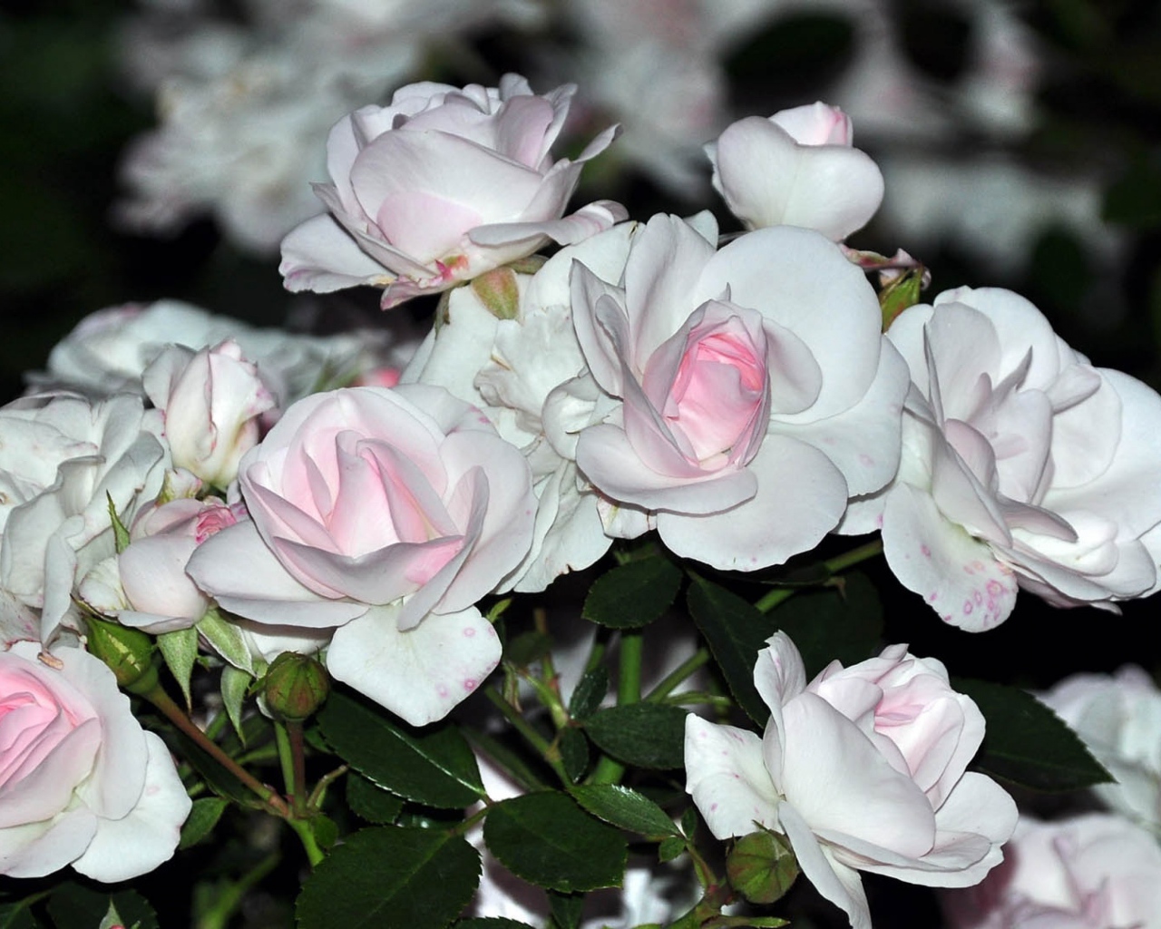 Белые розы с розовыми серединками