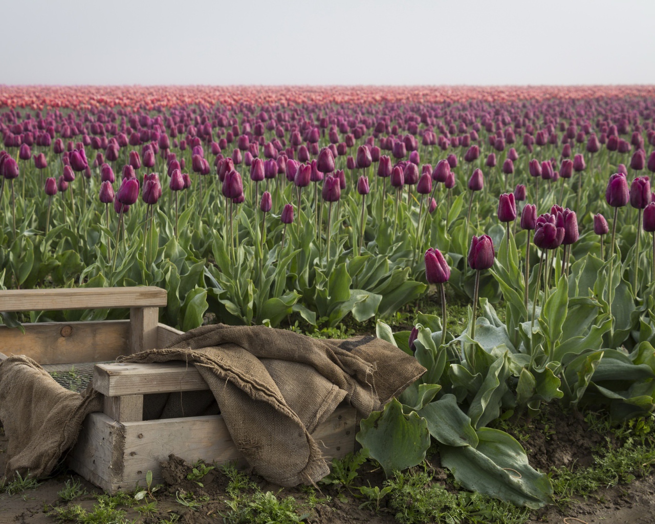 Деревянный ящик рядом с полем сиреневых тюльпанов