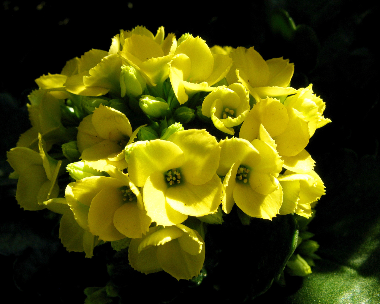 Желтый цветок каланхоэ крупным планом