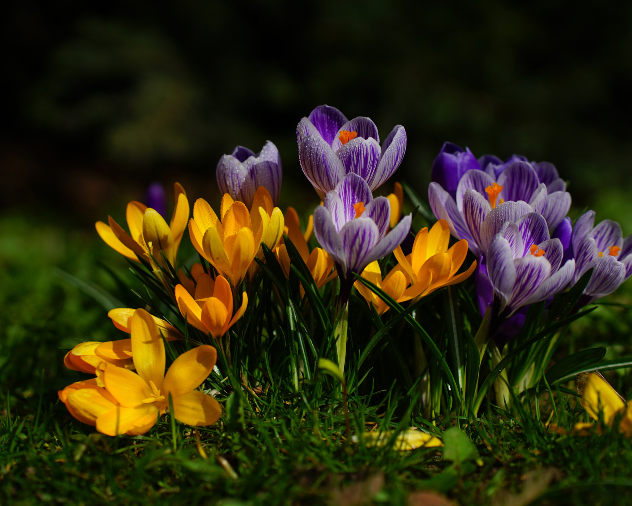 Желтые и фиолетовые цветы крокусы  