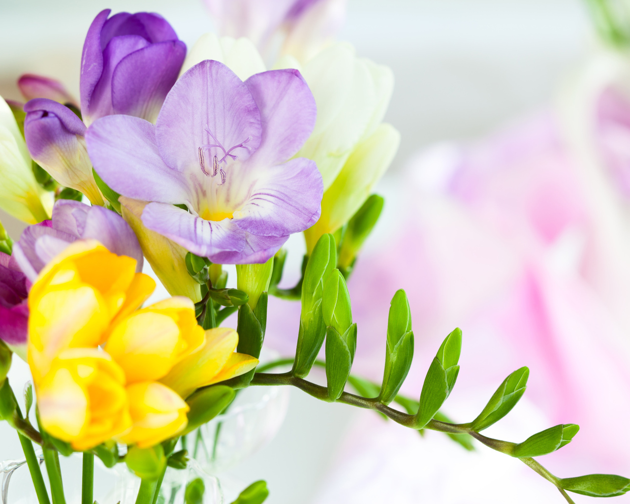 Желтые и сиреневые цветы фрезии