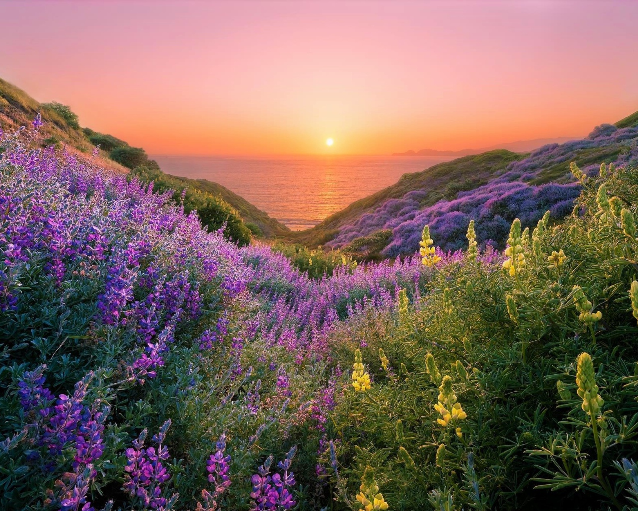 Желтые и сиреневые люпины на склонах береговой линии на закате