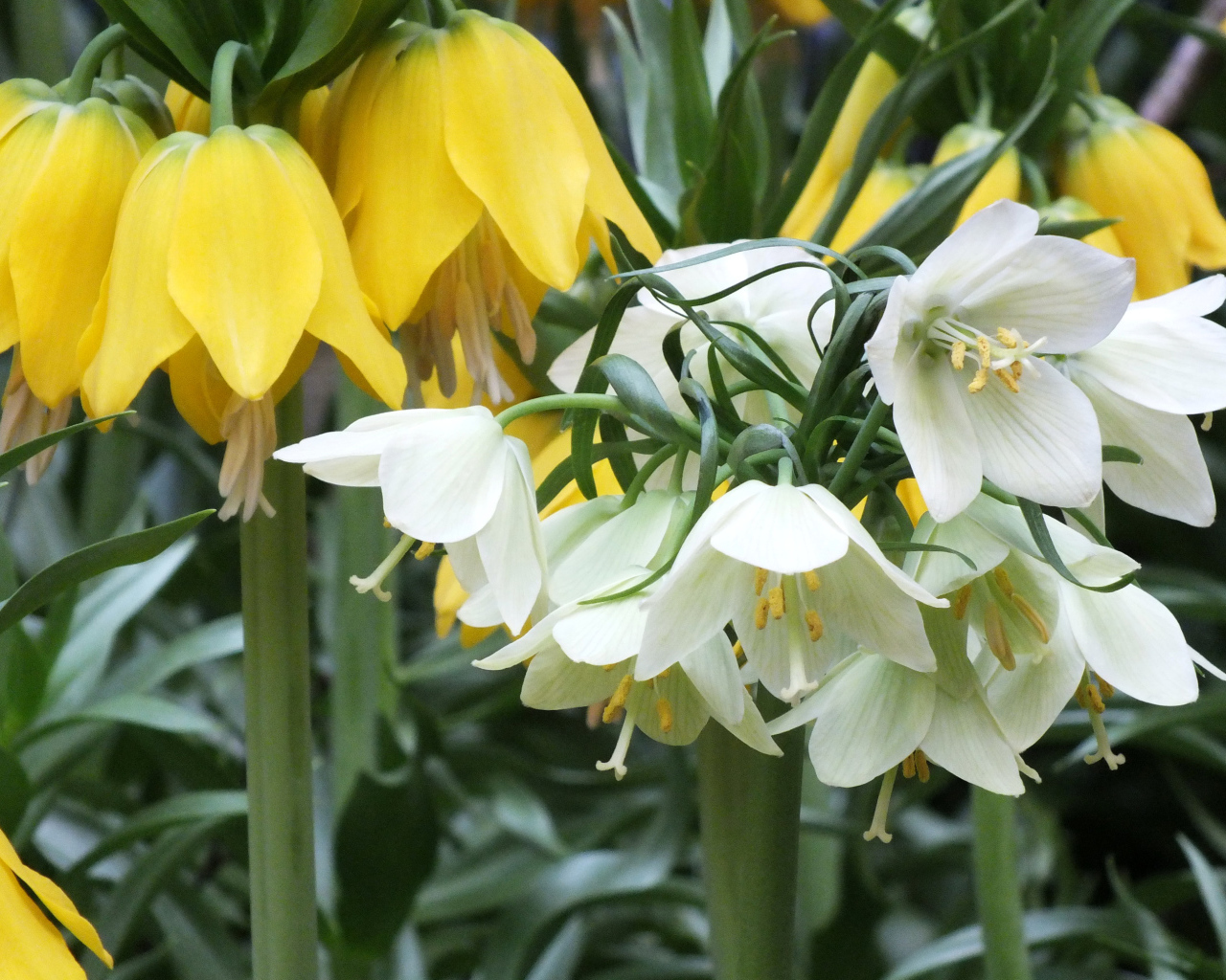 Желтые и белые цветы рябчики в саду