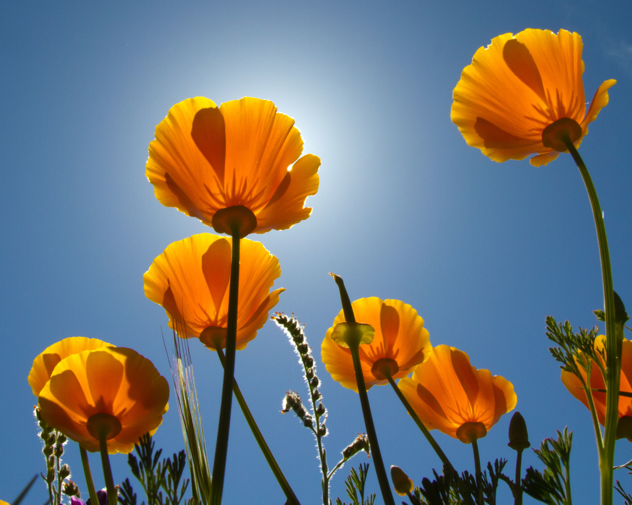 Желтые красивые цветы Эшшольция на фоне голубого неба 