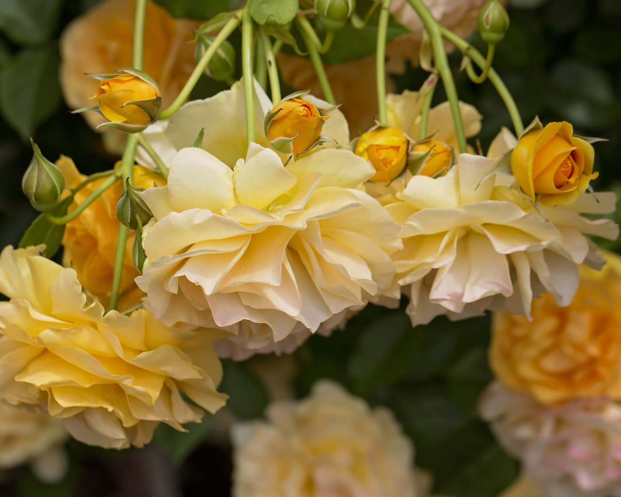 Желтые красивые розы с бутонами