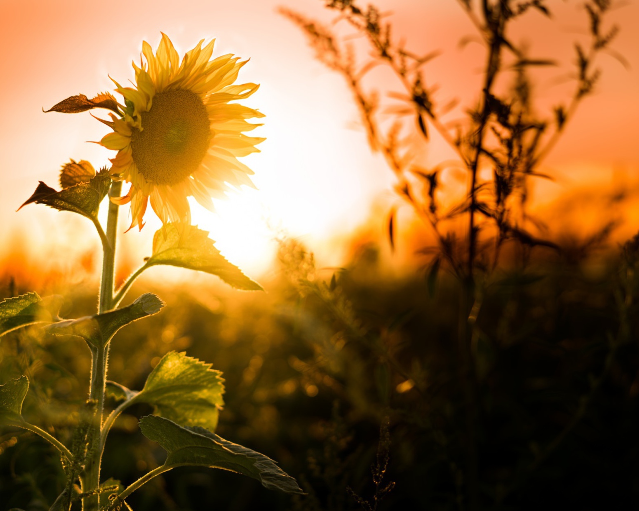 Желтый цветущий подсолнух на закате солнца