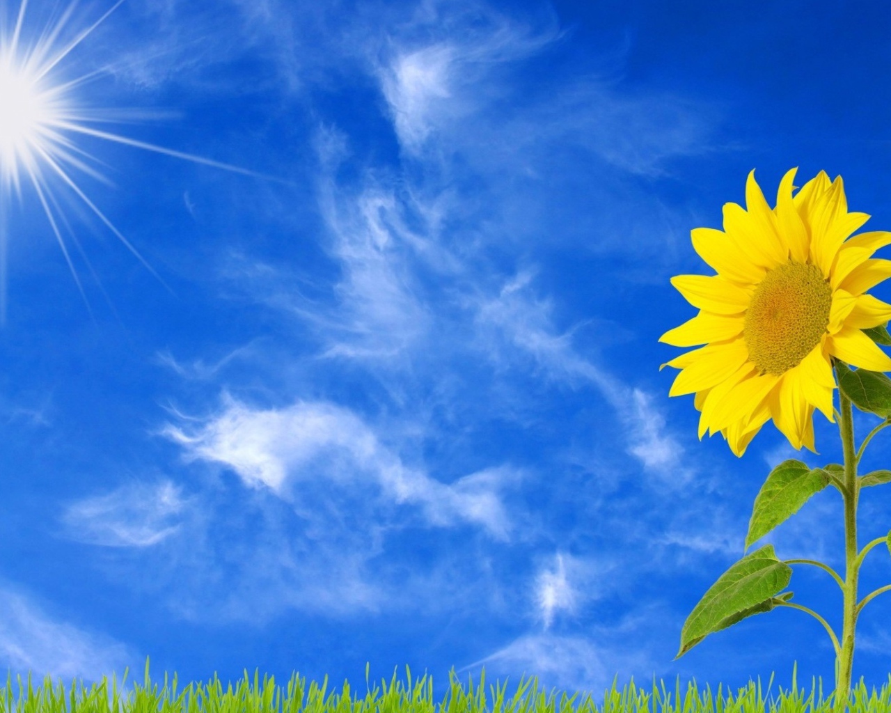 Желтый цветущий подсолнух под ярким солнцем 