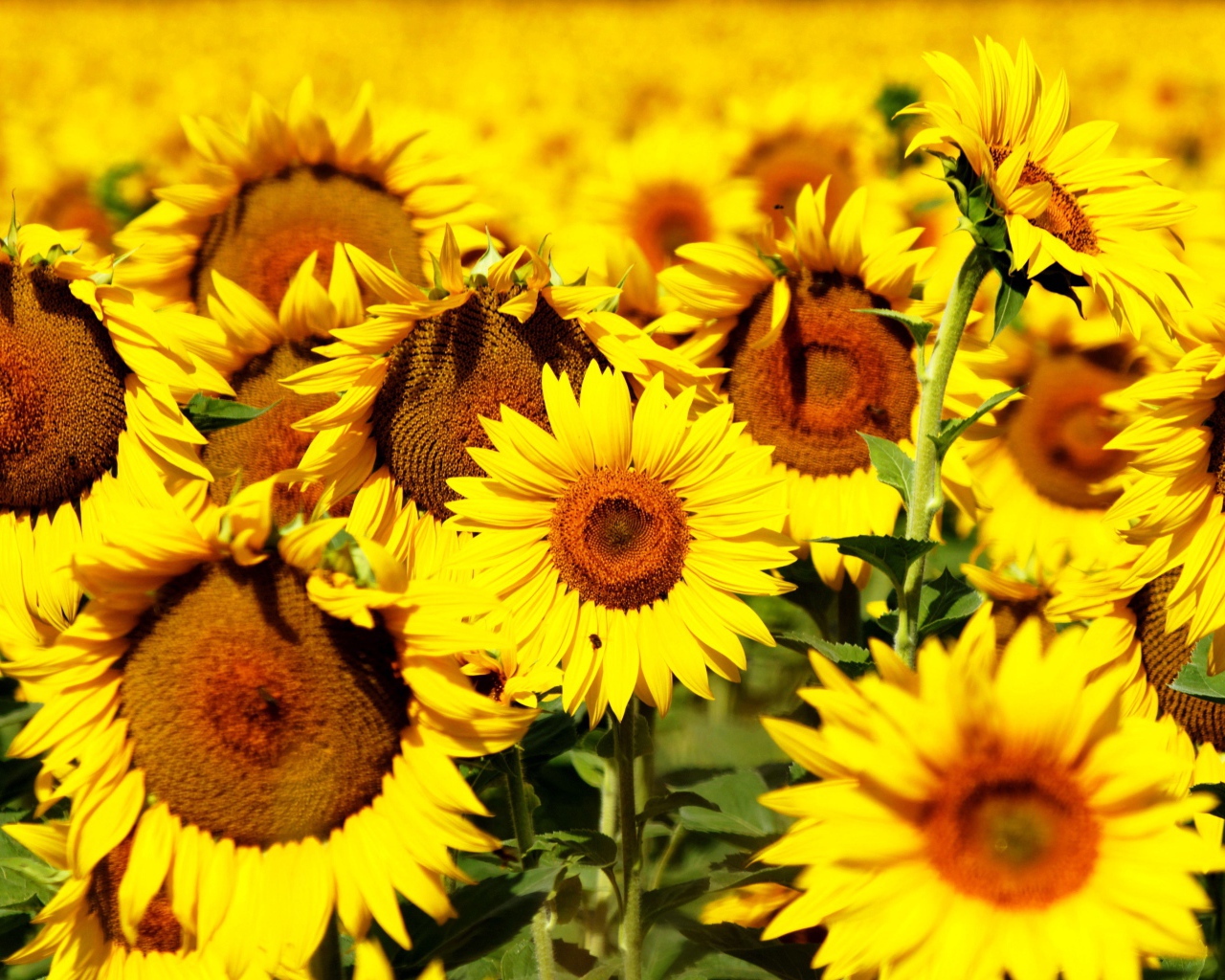 Желтые цветущие подсолнухи крупным планом