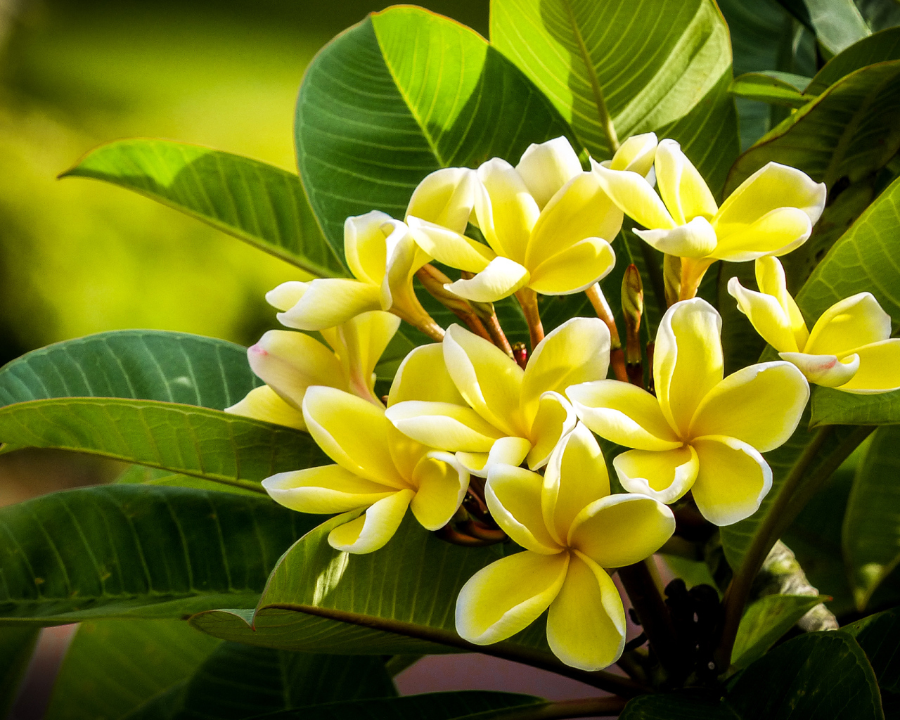 Желтые экзотические цветы Плюмерия крупным планом