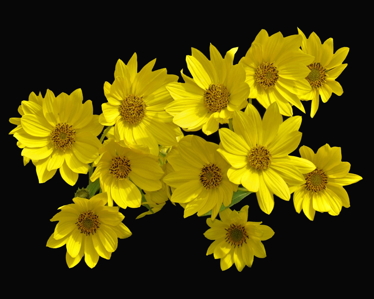 Желтые цветы Гелиопсис на черном фоне