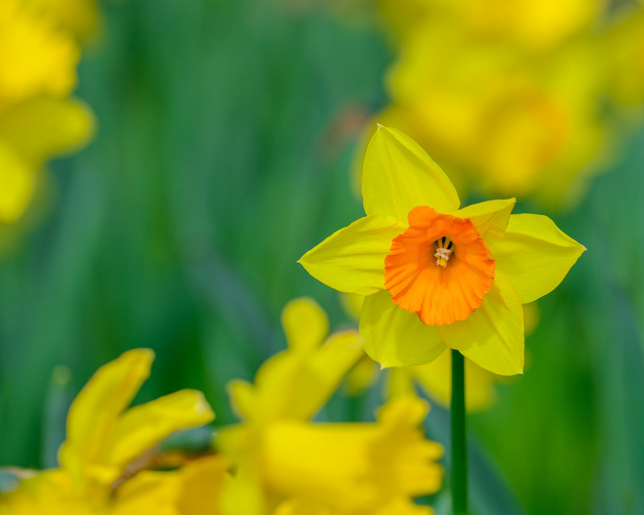 Желтый садовый цветок нарцисс крупным планом