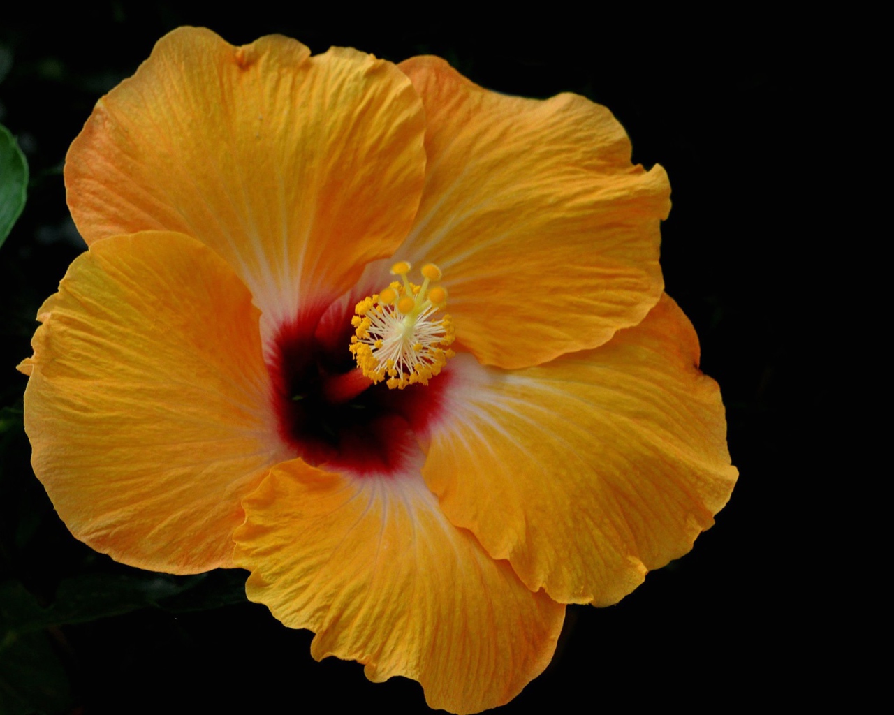 Желтый цветок гибискуса на черном фоне 