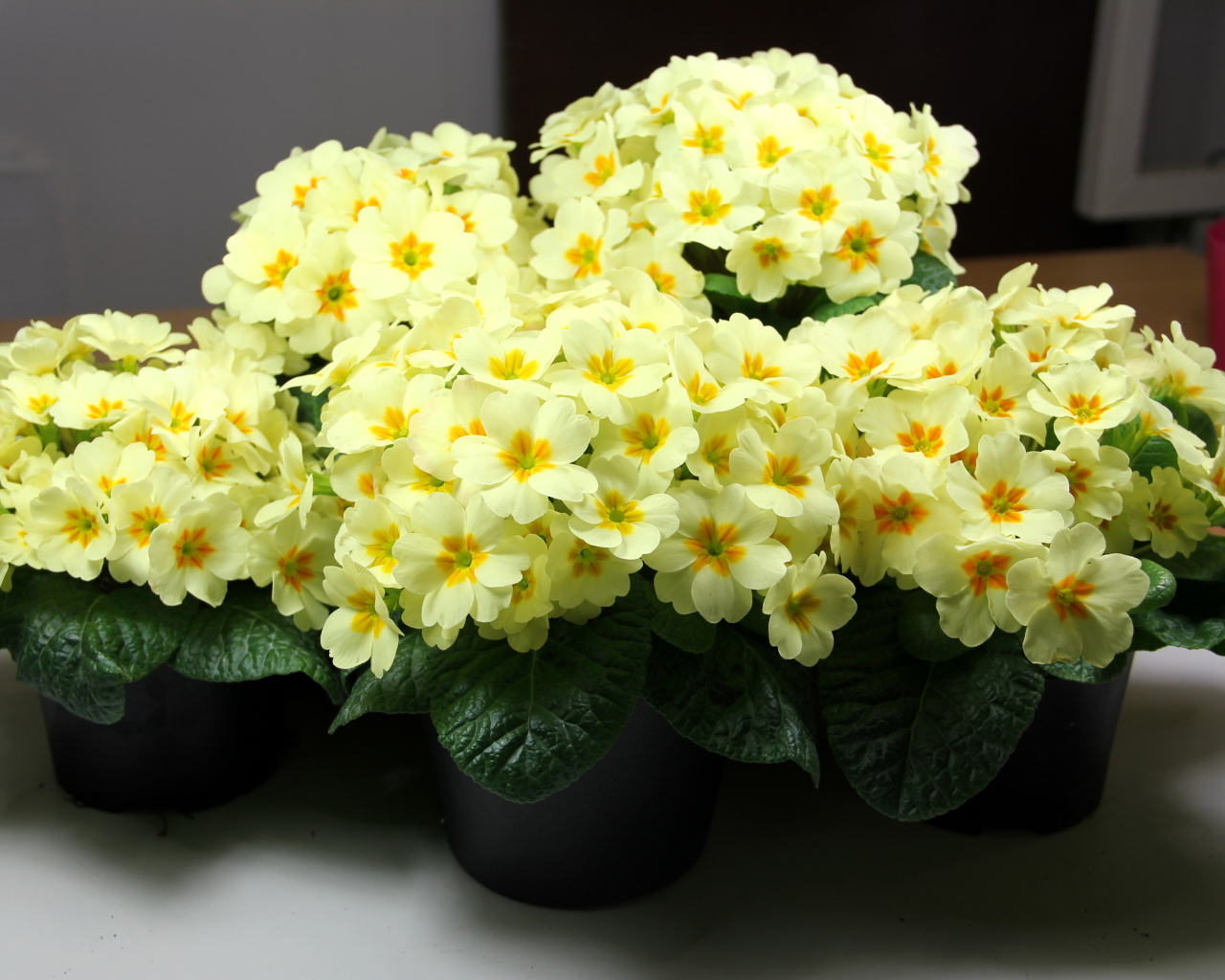 Желтые комнатные цветы примула в горшочках