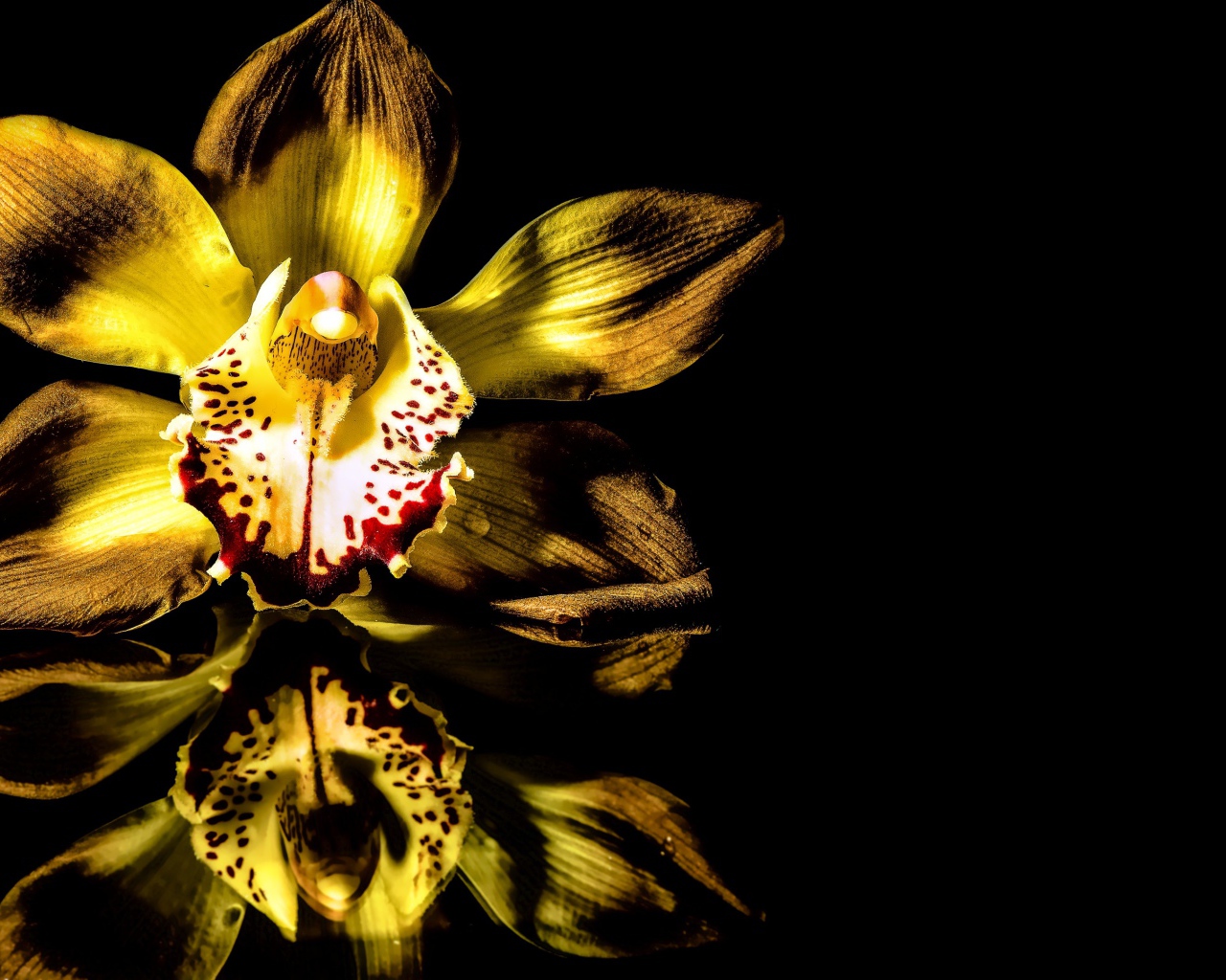 Желтая орхидея на черном фоне 