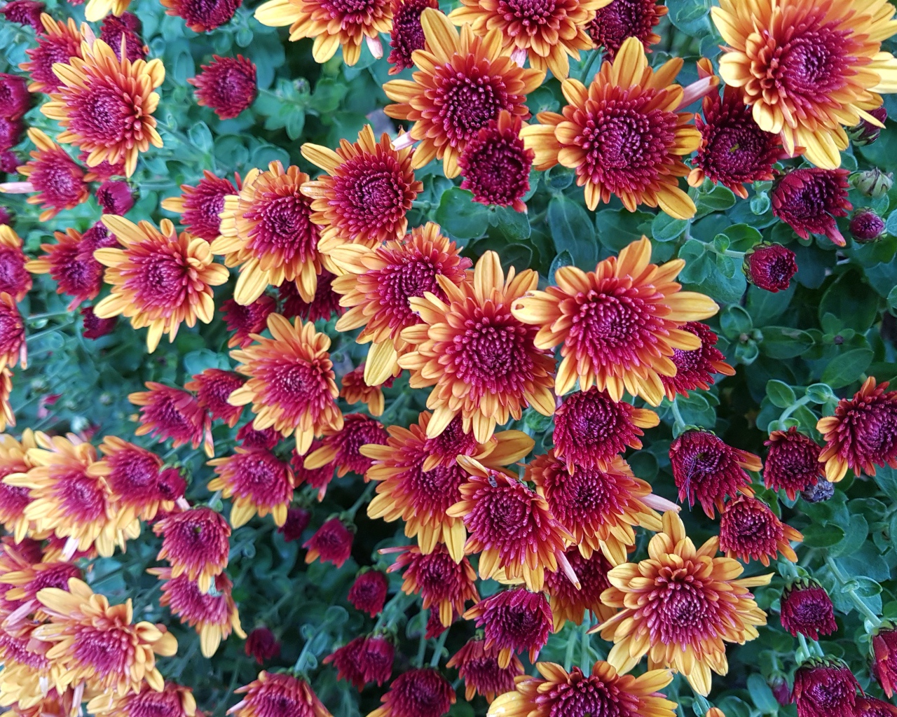 Желто  розовые красивые хризантемы 