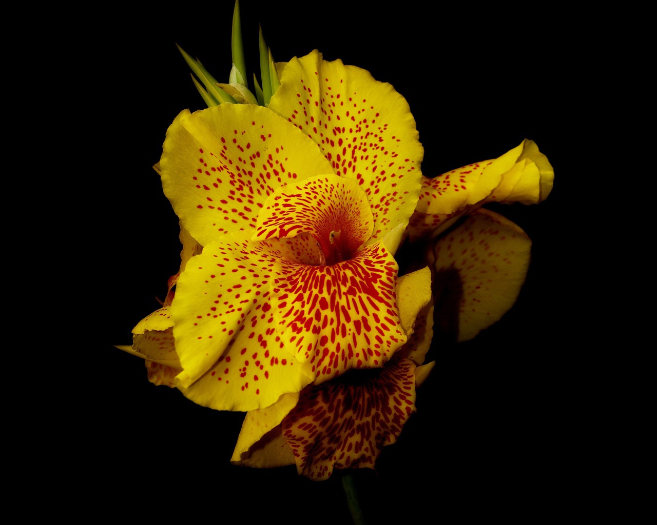 Желтый пятнистый цветок канна на черном фоне