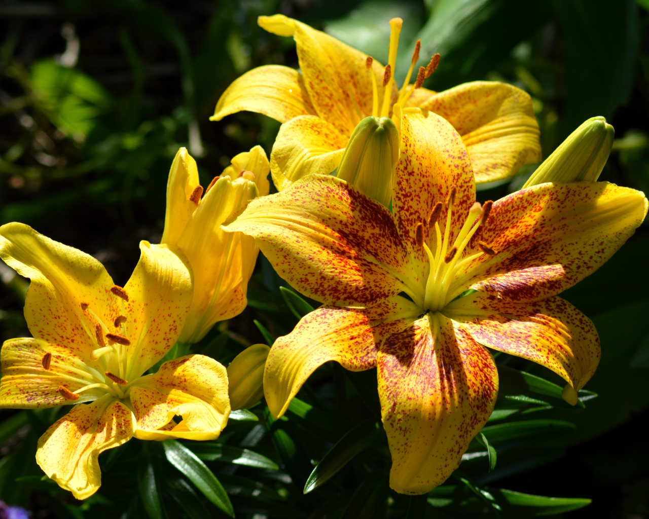 Желтые пятнистые лилии на клумбе крупным планом