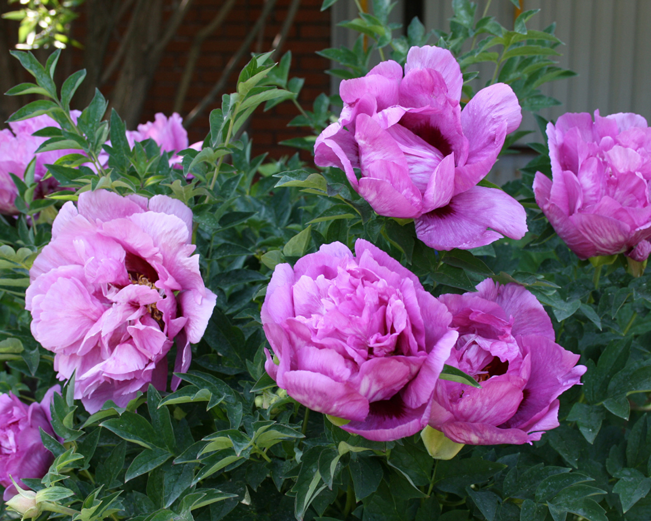 Красивые розовые садовые пионы 