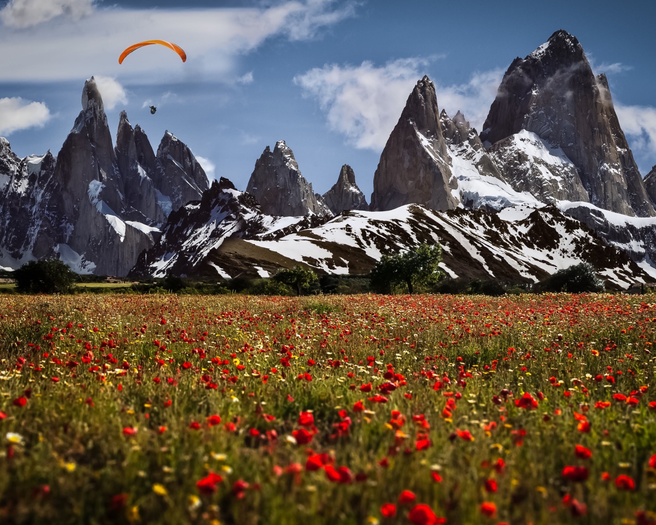 Поле красных маков у подножия горы Утлиберг, Швейцария