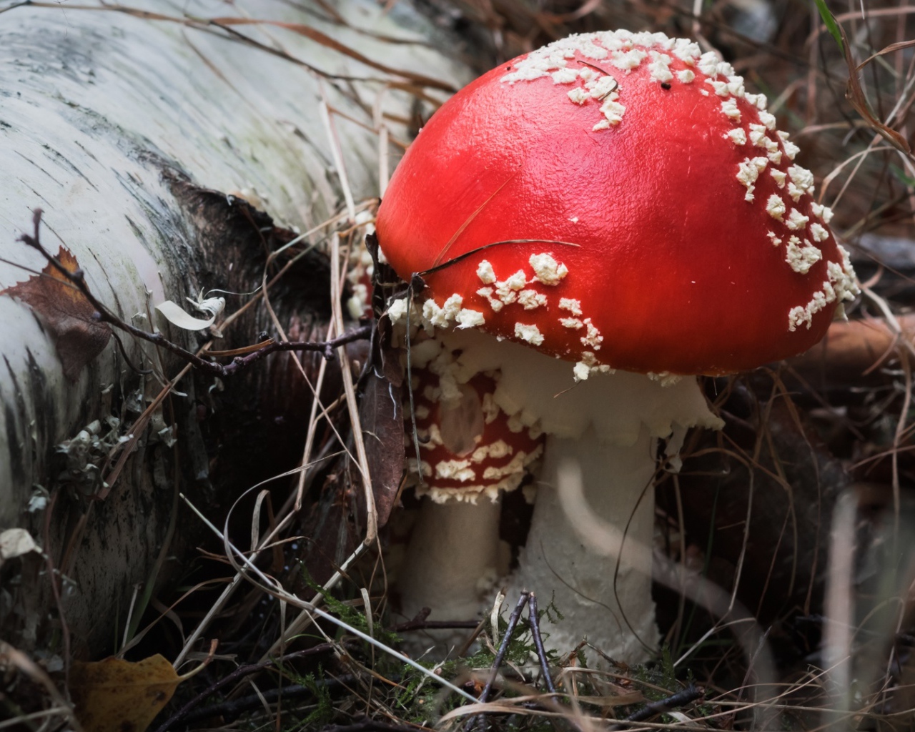 Красивый гриб мухомор с красной шляпкой у сухой березы