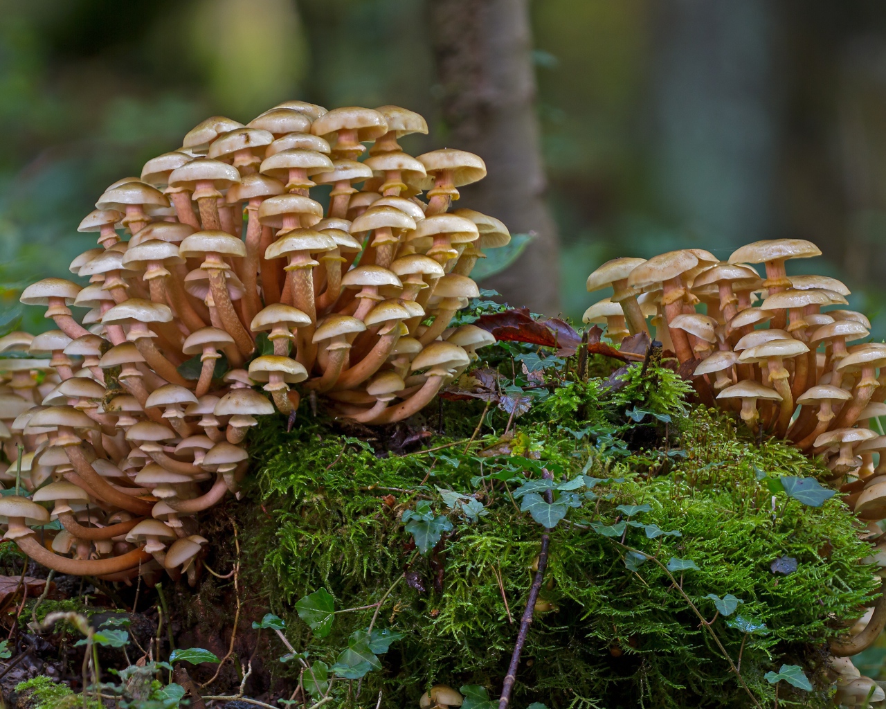 Лесные грибы опята растут на покрытым мхом пне