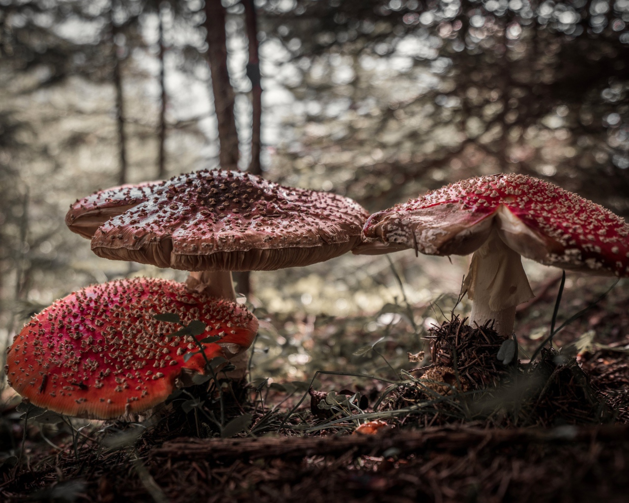 Большие лесные грибы мухоморы 