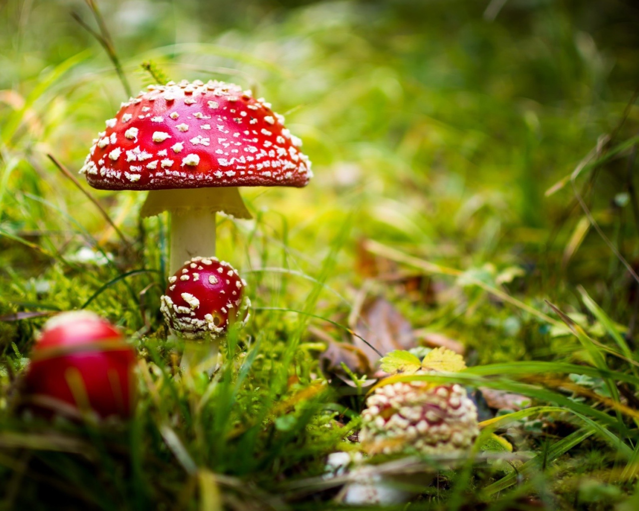 Красные грибы мухоморы в лесу 