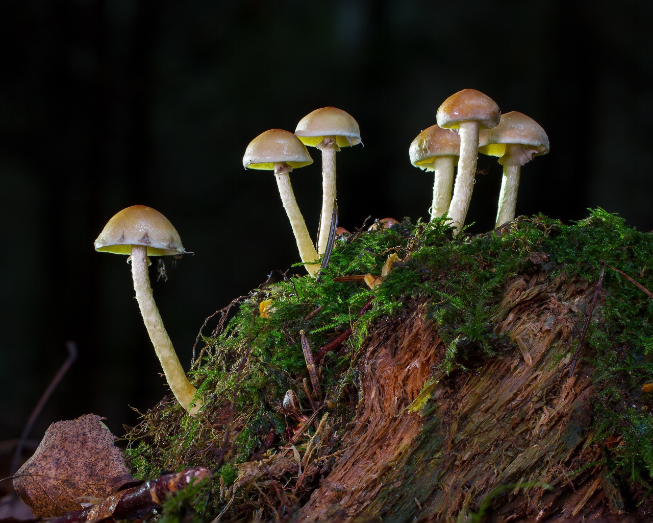 Маленькие грибы растут на покрытом мхом пне