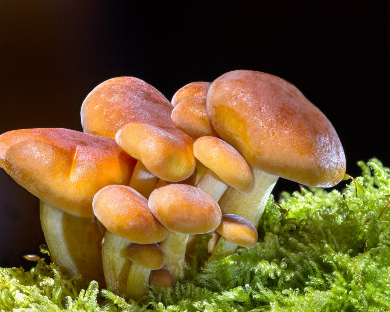 Семейство грибов растет в зеленом мху 