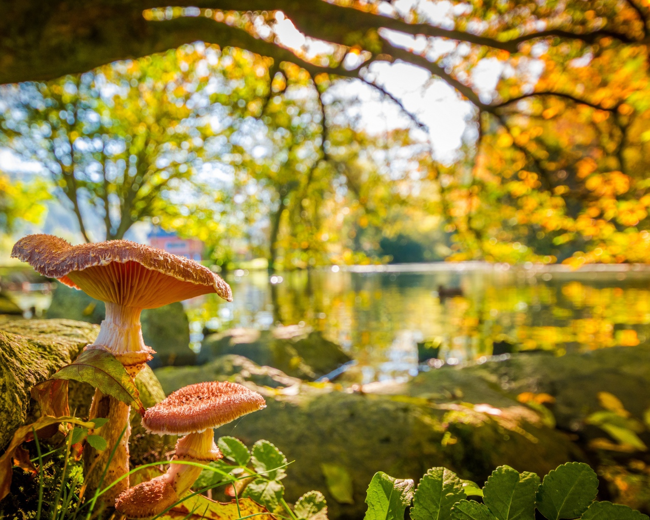 Два гриба в осеннем лесу у озера