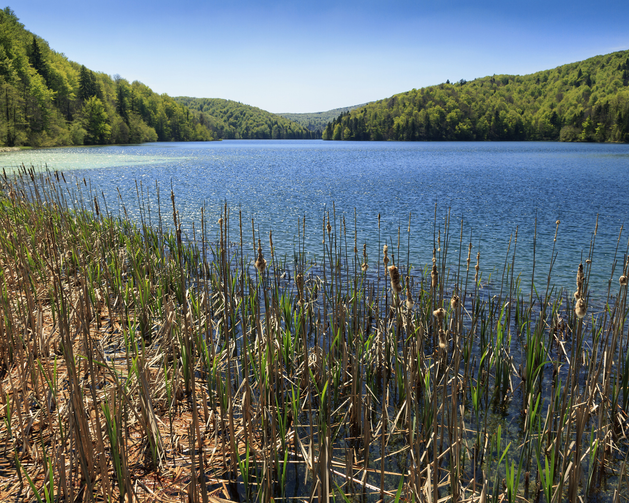 Вид на озеро и лес в Национальном парке Плитвицкие озёра, Хорватия