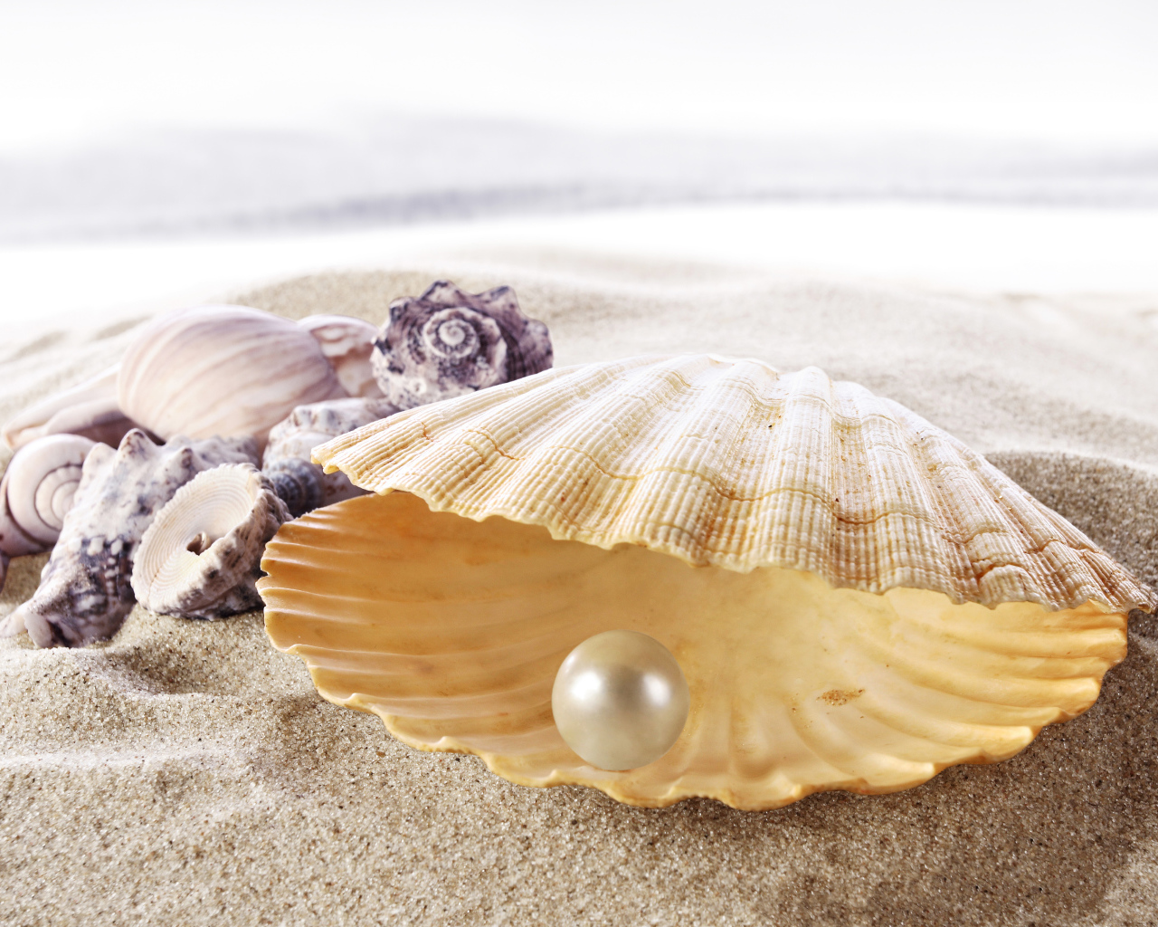 Sea beautiful shell with white pearl inside