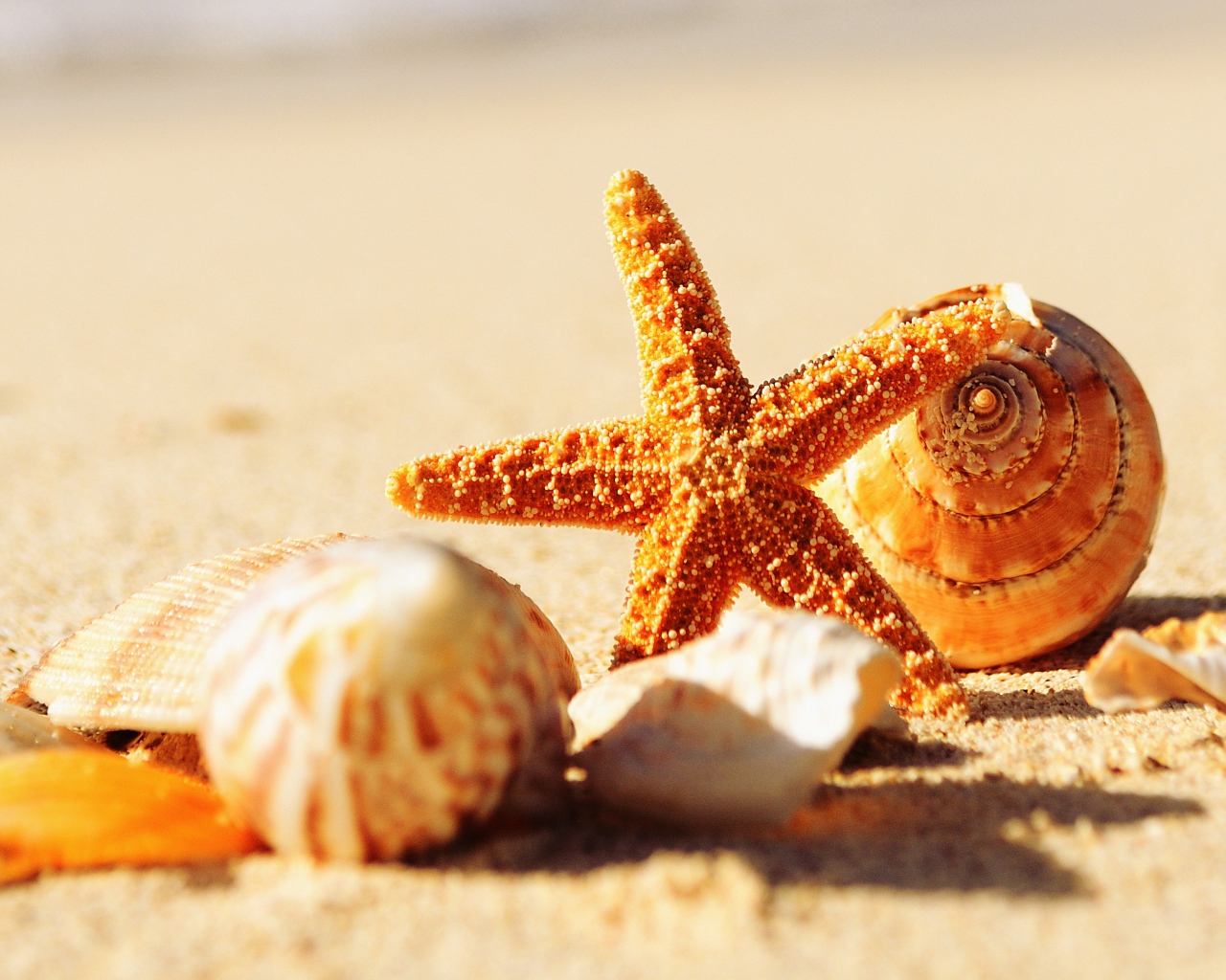 Ракушки и морская звезда на теплом желтом песке летом