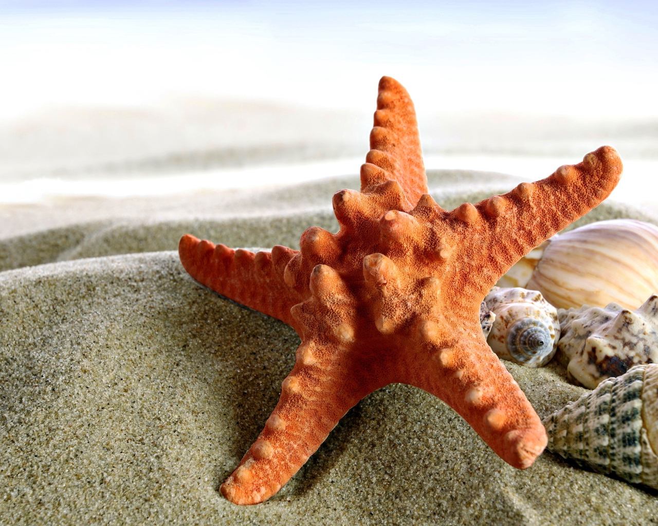 Морская звезда и ракушки на песке крупным планом