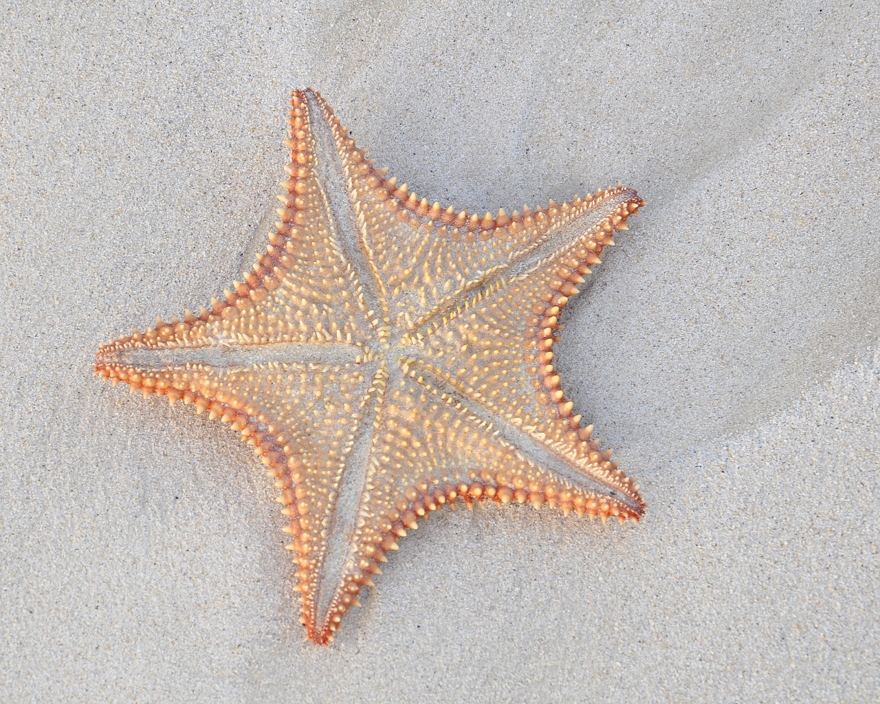 Морская звезда на песке крупным планом