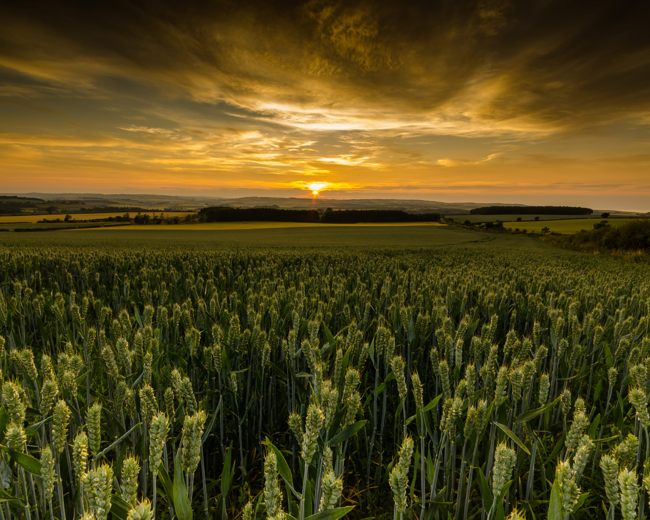 Закат солнца над полем зеленой пшеницы 