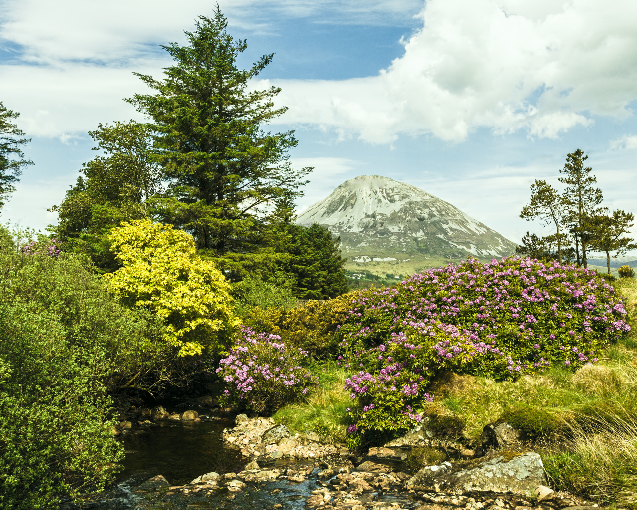 Красивая цветущая природа и ручей на фоне горы 