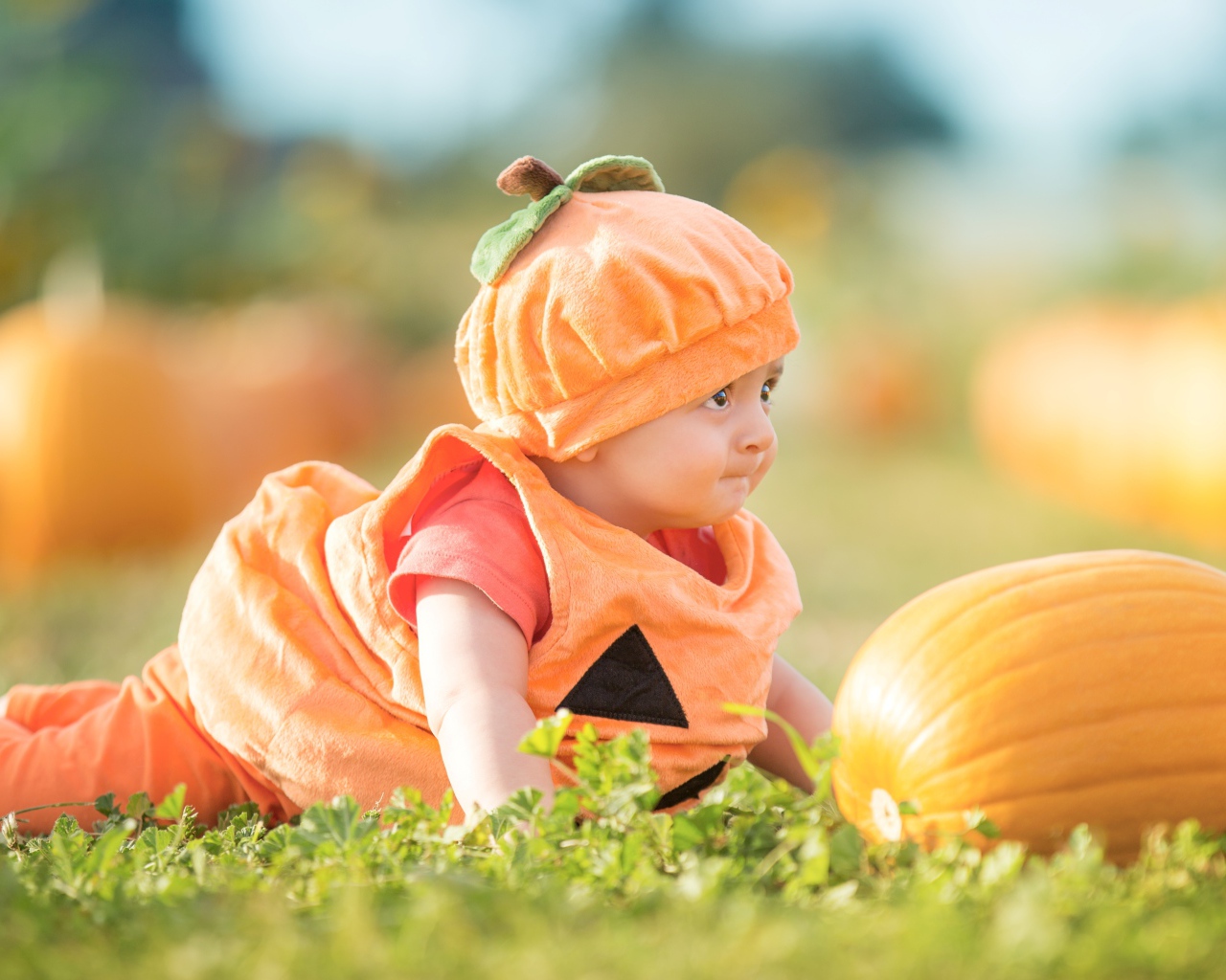 Маленький мальчик в смешном костюме на огороде с тыквой
