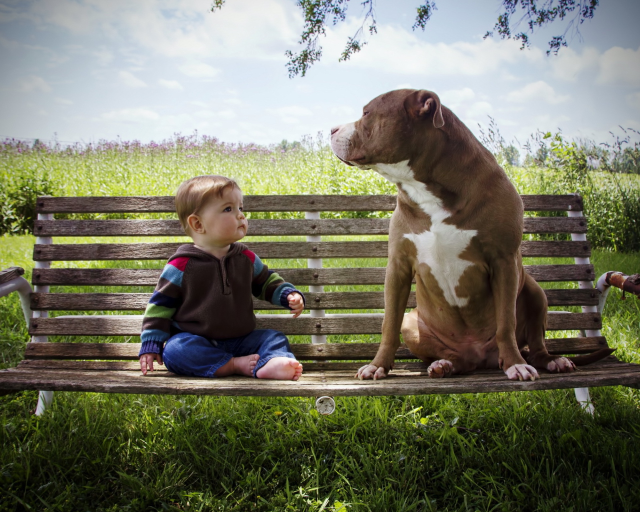 Маленький мальчик сидит с большой собакой на скамейке